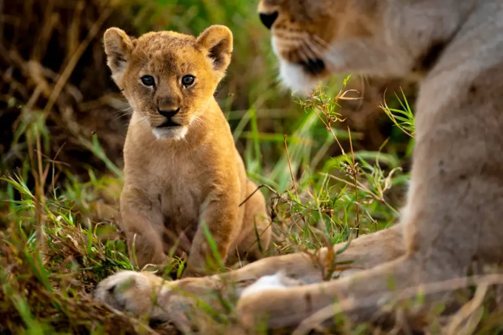 butamtam_pride_i_singita_grumeti_i_ross_couper_1_1 - Africa Typique Safari