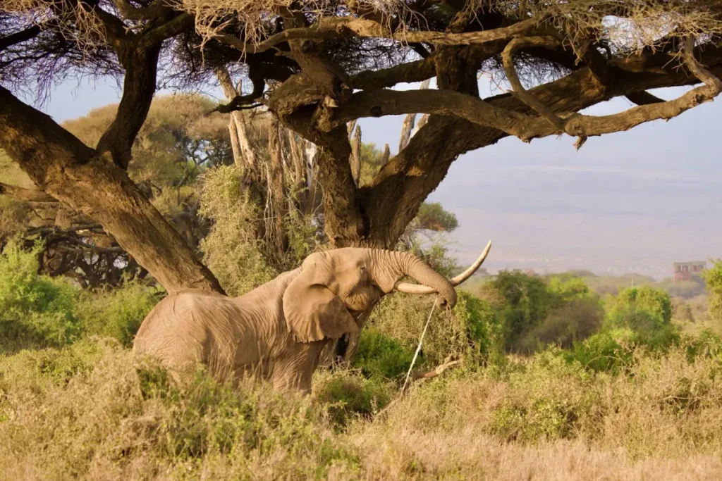 elep - Africa Typique Safari