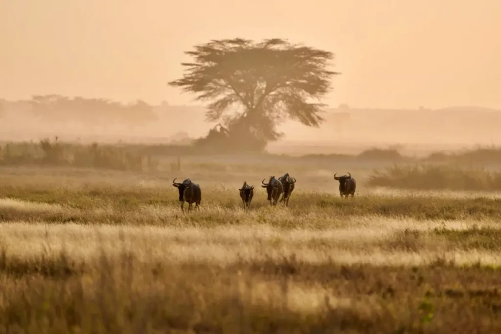 gnus 2 - Africa Typique Safari