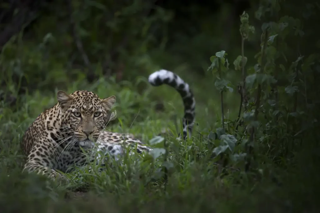 leopard___singita_grumeti_reserve___ross_couper_2 - Africa Typique Safari