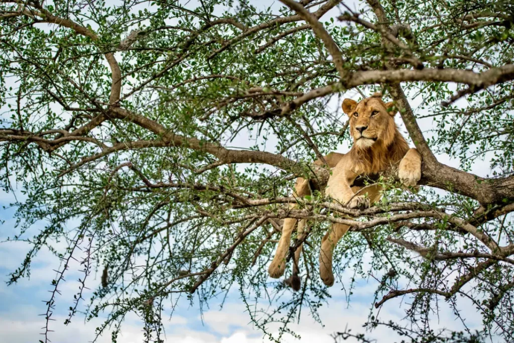 lion___singita_grumeti_reserve___ross_couper_370 - Africa Typique Safari