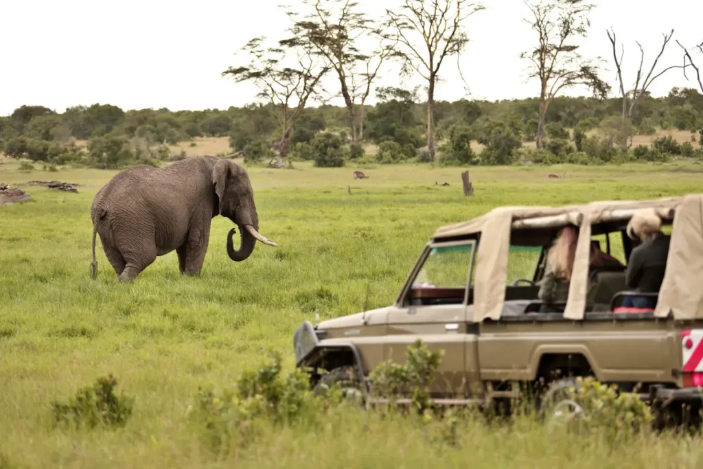 opbc-game-drive-elephant2 - Africa Typique Safari